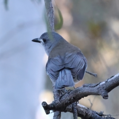 Colluricincla harmonica (Grey Shrikethrush) at Hackett, ACT - 18 Jul 2024 by jb2602