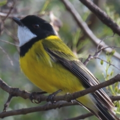 Pachycephala pectoralis (Golden Whistler) at Narrabundah, ACT - 20 Jul 2024 by RobParnell