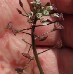 Capsella bursa-pastoris (Shepherd's Purse) at Narrabundah, ACT - 20 Jul 2024 by RobParnell