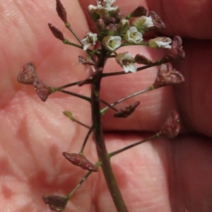 Capsella bursa-pastoris at Narrabundah, ACT - 20 Jul 2024