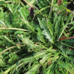 Capsella bursa-pastoris at Narrabundah, ACT - 20 Jul 2024