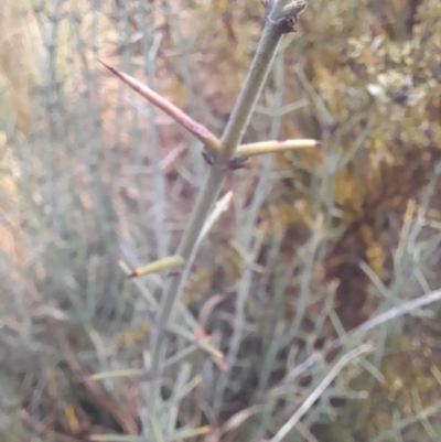 Discaria pubescens (Australian Anchor Plant) at Booth, ACT - 19 Jul 2024 by VanceLawrence