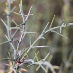 Discaria pubescens at Booth, ACT - 20 Jul 2024