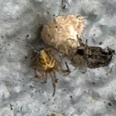 Cryptachaea veruculata (Diamondback comb-footed spider) at Amaroo, ACT - 20 Jul 2024 by Hejor1