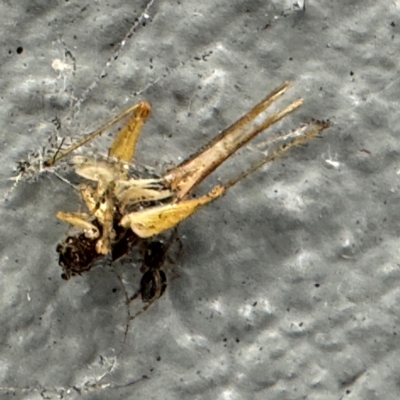 Trigonidiidae (family) (Swordtail cricket) at Amaroo, ACT - 20 Jul 2024 by Hejor1