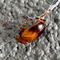 Phyllotocus macleayi (Nectar scarab) at Gungahlin, ACT - 20 Jul 2024 by Hejor1