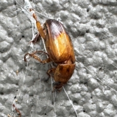 Phyllotocus macleayi at Gungahlin, ACT - 20 Jul 2024