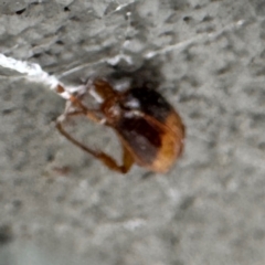 Phyllotocus macleayi at Gungahlin, ACT - 20 Jul 2024