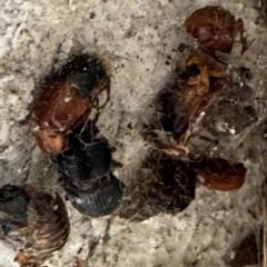 Phyllotocus macleayi at Gungahlin, ACT - 20 Jul 2024