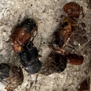 Phyllotocus macleayi at Gungahlin, ACT - 20 Jul 2024