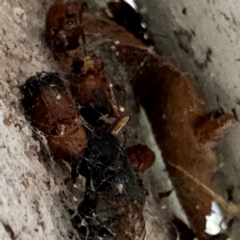 Phyllotocus macleayi at Gungahlin, ACT - 20 Jul 2024