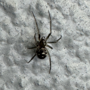 Steatoda grossa at Amaroo, ACT - 20 Jul 2024 01:45 PM