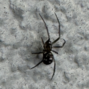 Steatoda grossa at Amaroo, ACT - 20 Jul 2024