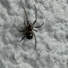 Steatoda grossa at Amaroo, ACT - 20 Jul 2024