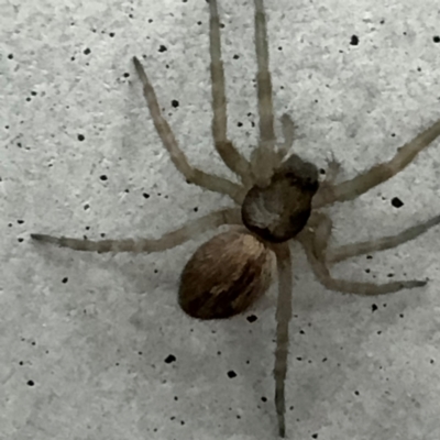Badumna sp. (genus) (Lattice-web spider) at Gungahlin, ACT - 20 Jul 2024 by Hejor1