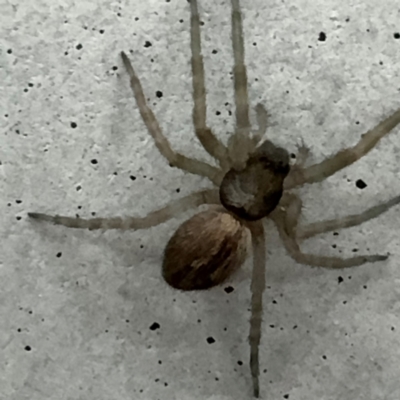 Badumna (genus) (Lattice-web spider) at Gungahlin, ACT - 20 Jul 2024 by Hejor1