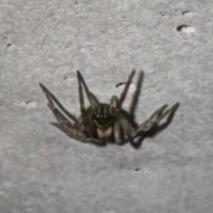 Badumna sp. (genus) at Gungahlin, ACT - 20 Jul 2024