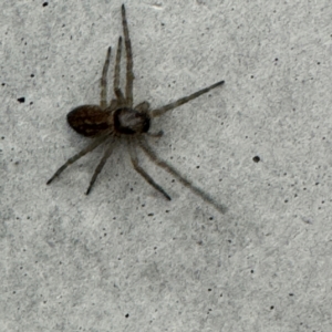 Badumna sp. (genus) at Gungahlin, ACT - 20 Jul 2024