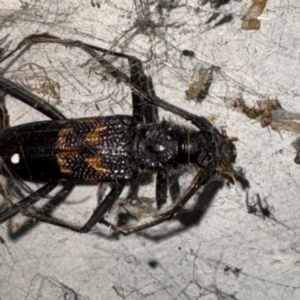 Phoracantha obscura at Gungahlin, ACT - 20 Jul 2024