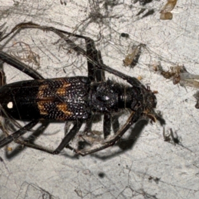 Phoracantha obscura (Longhorn Beetle) at Gungahlin, ACT - 20 Jul 2024 by Hejor1