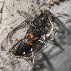 Phoracantha obscura at Gungahlin, ACT - 20 Jul 2024