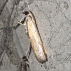 Culladia cuneiferellus (Crambinae moth) at Amaroo, ACT - 20 Jul 2024 by Hejor1
