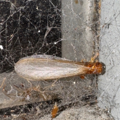 Neotermes sp. (genus) (A termite) at Gungahlin, ACT - 20 Jul 2024 by Hejor1