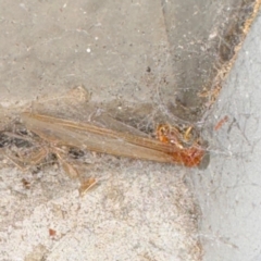 Neotermes sp. (genus) at Gungahlin, ACT - 20 Jul 2024