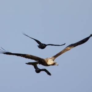 Corvus mellori at Coolringdon, NSW - 19 Jul 2024