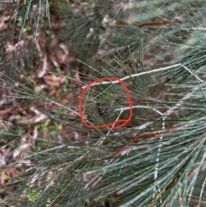 Allocasuarina littoralis at Moruya, NSW - 20 Jul 2024