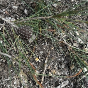 Allocasuarina littoralis at Moruya, NSW - 20 Jul 2024