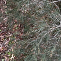 Allocasuarina littoralis at Moruya, NSW - 20 Jul 2024