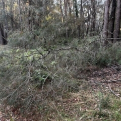 Allocasuarina littoralis at Moruya, NSW - 20 Jul 2024