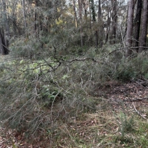 Allocasuarina littoralis at Moruya, NSW - 20 Jul 2024