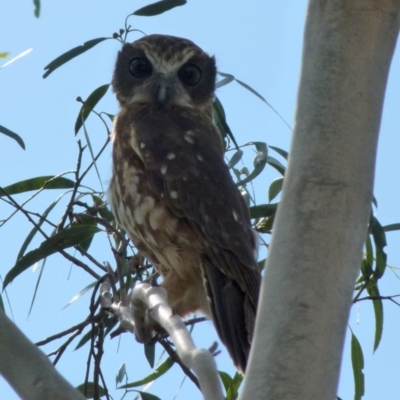 Ninox boobook (Southern Boobook) at Borough, NSW - 28 Mar 2019 by Paul4K