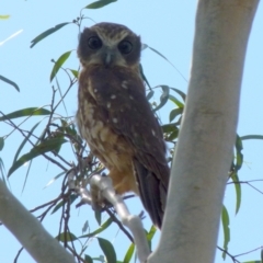 Ninox boobook at Borough, NSW - 28 Mar 2019