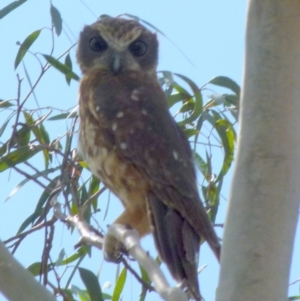 Ninox boobook at Borough, NSW - 28 Mar 2019