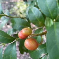 Synoum glandulosum (Scentless Rosewood) at Jervis Bay, JBT - 19 Jul 2024 by Clarel