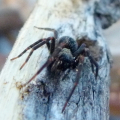 Badumna sp. (genus) (Lattice-web spider) at Borough, NSW - 4 Jul 2019 by Paul4K