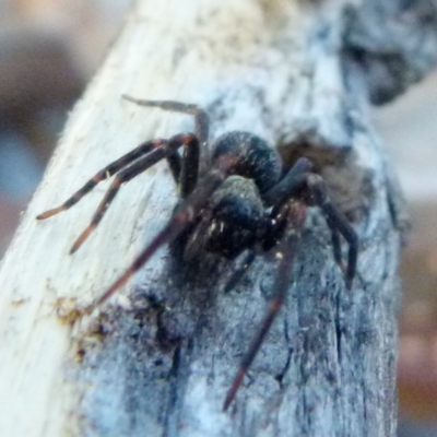 Badumna (genus) (Lattice-web spider) at Borough, NSW - 4 Jul 2019 by Paul4K