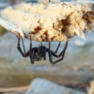 Badumna sp. (genus) at Borough, NSW - 4 Jul 2019