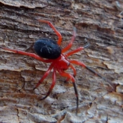 Nicodamidae (family) (Red and Black Spider) at Borough, NSW - 7 Aug 2019 by Paul4K