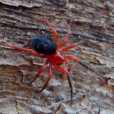 Nicodamidae (family) (Red and Black Spider) at Borough, NSW - 7 Aug 2019 by Paul4K