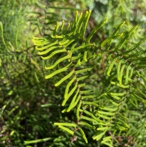 Gleichenia dicarpa at Jervis Bay, JBT - suppressed