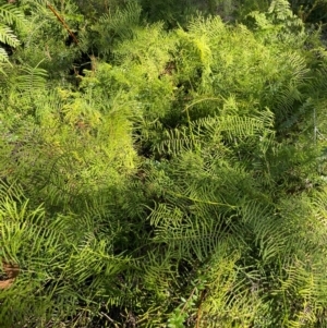 Gleichenia dicarpa at Jervis Bay, JBT - suppressed