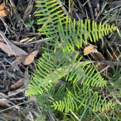 Gleichenia dicarpa at Jervis Bay, JBT - suppressed