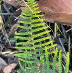 Gleichenia dicarpa at Jervis Bay, JBT - 20 Jul 2024