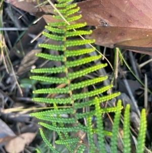 Gleichenia dicarpa at Jervis Bay, JBT - 20 Jul 2024