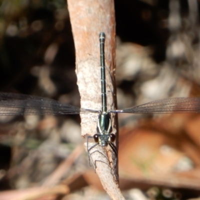 Austroargiolestes sp. (genus) (Flatwing) at Borough, NSW - 28 Oct 2019 by Paul4K