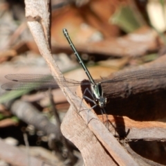 Austroargiolestes sp. (genus) at Borough, NSW - 28 Oct 2019